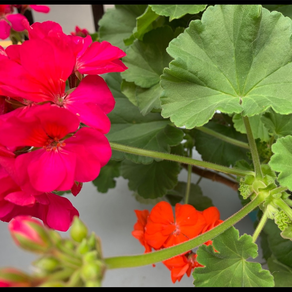 Meet your Posher, Candice